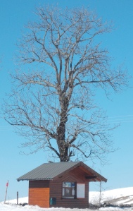 ski-hut-tree